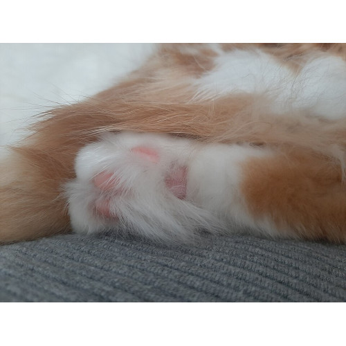 Tabby Inspector's Uniform