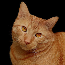 Windowsill, Executive Grade